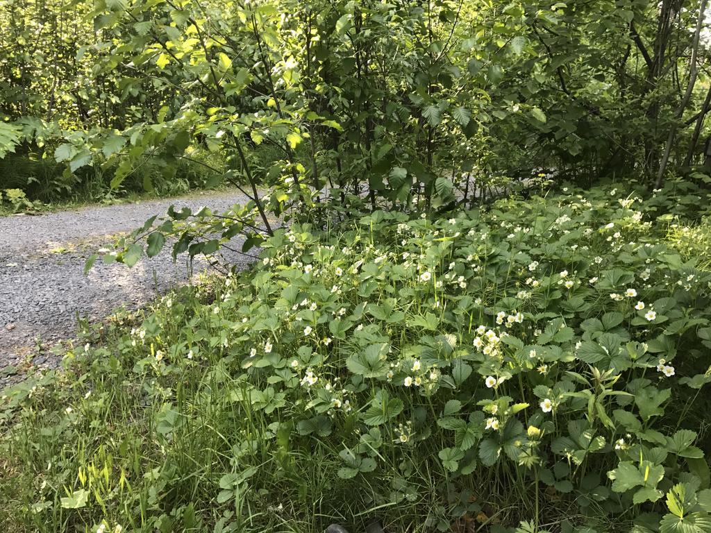 Resurrection River Rentals Seward Extérieur photo